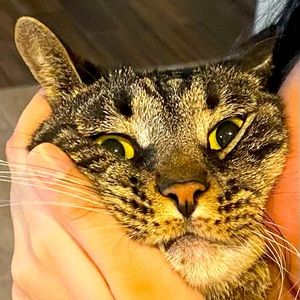 Meet your Posher, Anton